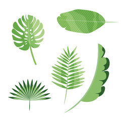 Vector image of a set of tropical leaves.