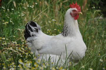 hen