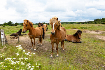 Hirtshals, Denmark Horses in a field behind a fence.