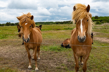 Hirtshals, Denmark Horses in a field behind a fence.