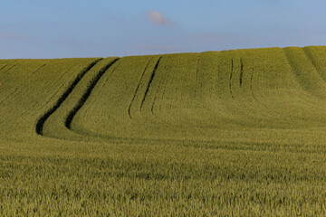 Fototapeta premium Hirtshals, Denmark Wheat fields growing.