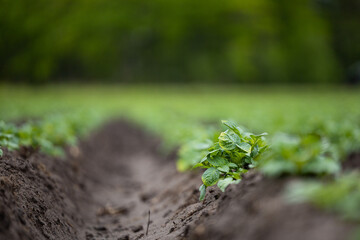Rows of potatoes growing in a field.