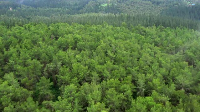 Aerial Forward Growth Of Green Trees In Famous Ben Shemen Forest