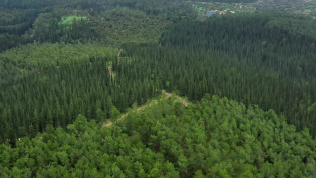 Aerial Tilt Up Horizon On Famous Ben Shemen Forest, Drone Flying Backwards Over Green Trees