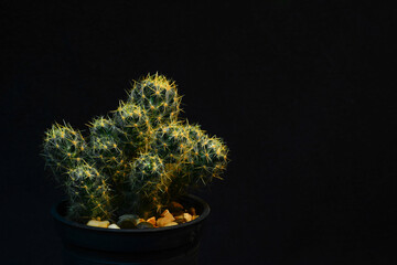 cactus in a pot
