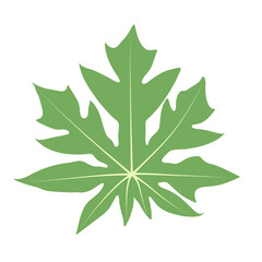 Papaya fruit leaf, isolated on white background, flat vector illustration
