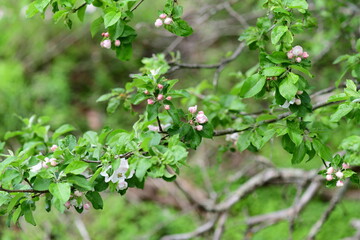 flowers of a tree