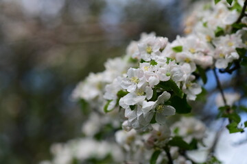 flowers of a tree