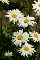 Obraz na płótnie Canvas daisies in the field. white flowers in green grass.