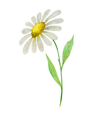 Chamomile. Watercolor illustration isolated on white. 