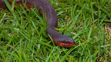 Snake coming toward the viewer