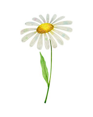 Chamomile. Watercolor illustration isolated on white. 