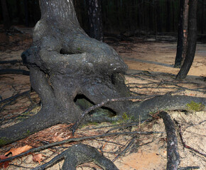 strangely shaped tree trunk