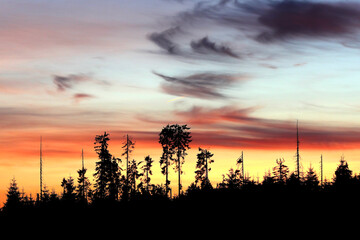 Spruce silhouettes against colored clouds in the background after sunset in a forest mountains.