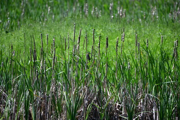 Obraz premium bird in a grass field