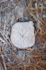 Wood stump on ground with dry leaves with matte tone on the right and gray on the left