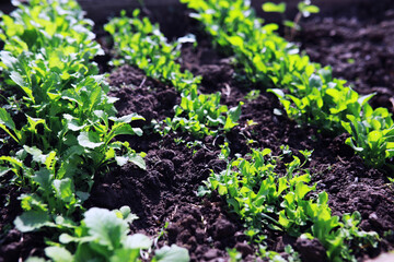 Young sprouts of seedlings in the vegetable garden. Greenery in a greenhouse. Fresh herbs in the spring on the beds.