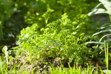 Green young parsley in the garden garden or on the farm. Spring harvest. Healthy greens and vegetables for nutrition. Vitamins. Vegetable growing on the farm