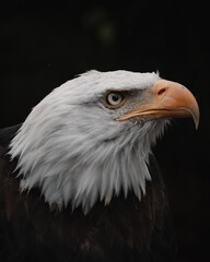 american bald eagle