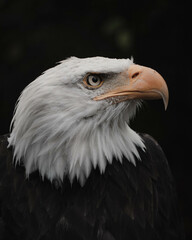 american bald eagle