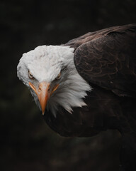 portrait of an eagle