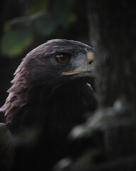 portrait of the eagle