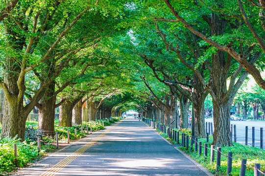 新緑の神宮外苑イチョウ並木（東京都港区・新宿区）
