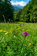 alpine Blumenwiese auf einer Waldlichtung 