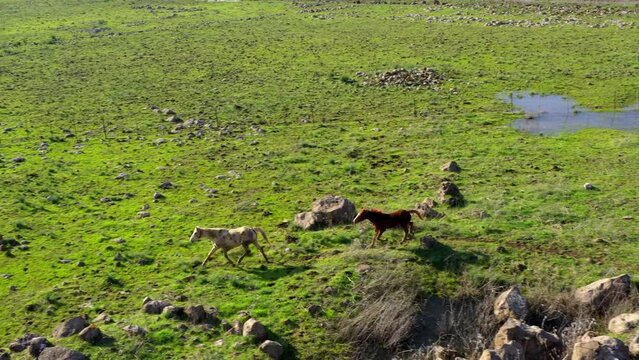 Panning Shot Of Horses Running Together In Farm - Golan Heights, Israel