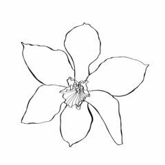 Fototapeta na wymiar Daffodil flower drawing. Hand drawn floral illustration. Botanical black ink sketch. Great for invitations, greeting cards, decor. 