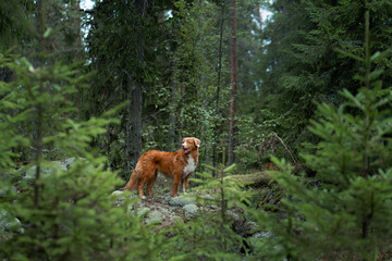 red dog in the summer forest. Nova Scotia duck retriever in nature. 