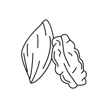 Pecan icon in line style icon, isolated on white background