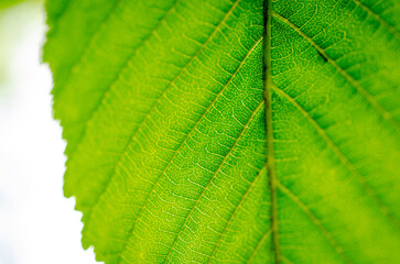 green leaf texture