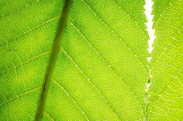 green leaf texture