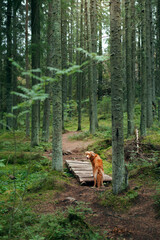 red dog in the summer forest. Nova Scotia duck retriever in nature. 