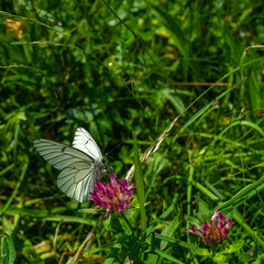 weisser Schmetterling mit schwarzen Strichen auf den Flügeln, Baumweissling oder Kohlweissling genannt, sucht Nektar auf einer pink violetten Blüte auf einer Alpwiese.
