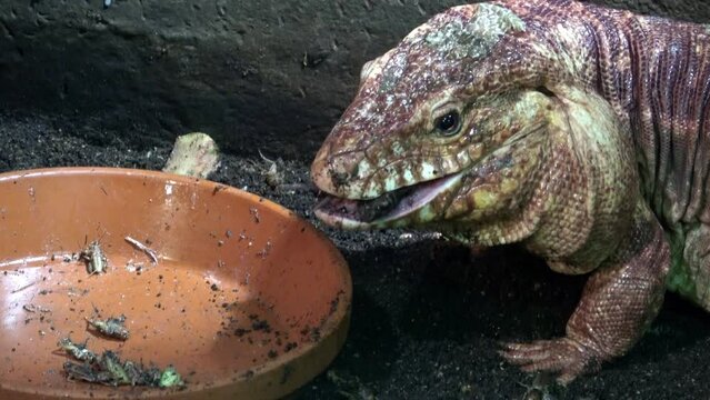 Close-up of a red tegu lizard, Tupinambis rufescens