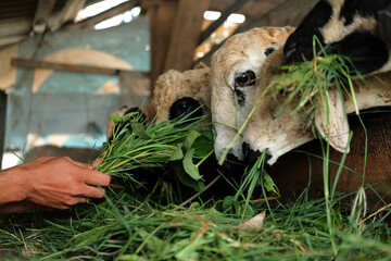 Closeup of man feeding goat with green grass. goat farm. Farm life concept