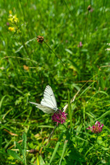weisser Schmetterling mit schwarzen Strichen auf den Flügeln, Baumweissling oder Kohlweissling genannt, sucht Nektar auf einer pink violetten Blüte auf einer Alpwiese.