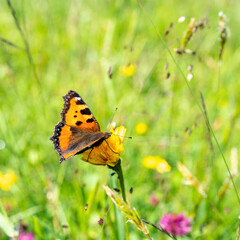 orange, schwarz, weisser Schmetterling, genannt kleiner Fuchs, auf Nektarsuche auf alpinen Blumen. schöner, bunter Falter auf den Alpwiesen in Vorarlberg