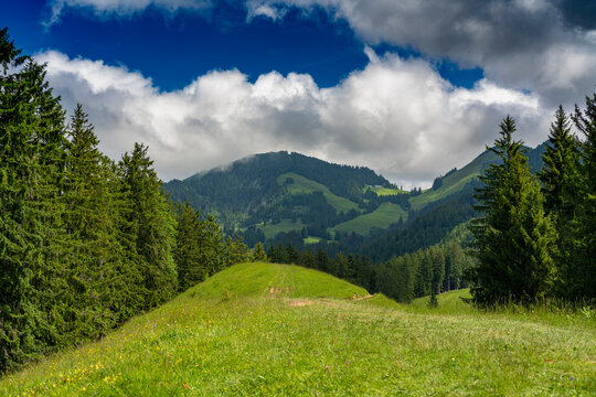 Weg im Rheintal &uuml;ber Wiesen, H&uuml;gel und durch den Wald. W&auml;lder an steilem Abhang, einzeln stehende B&auml;ume an einem sonnigen Sommertag.