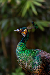 Obraz premium Portrait of a peacock in profile. Bali .Indonesia