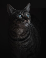 portrait of a cat