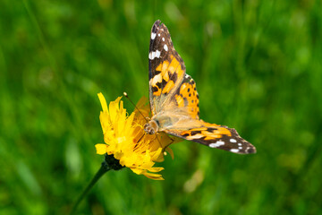 orange, schwarz, weisser Schmetterling, genannt kleiner Fuchs, auf Nektarsuche auf alpinen Blumen. schöner, bunter Falter auf den Alpwiesen in Vorarlberg