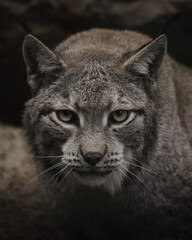 portrait d& 39 un lynx