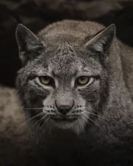 Fotobehang Lynx portret van een lynx