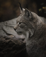 portrait of a lynx