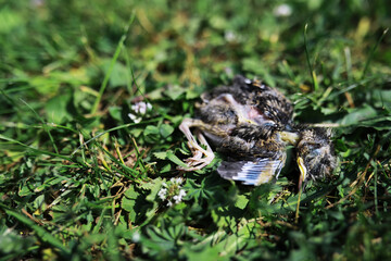 Bird's nest with bird in early summer. Eggs and chicks of a small bird. Starling. Feeds the chicks.
