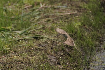 Naklejka na ściany i meble oriental reed warbler is flying in a field