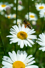 mit Pollen beladene Biene landet auf einer weissen Margerite mit gelbem Zentrum. Alpwiese mit...